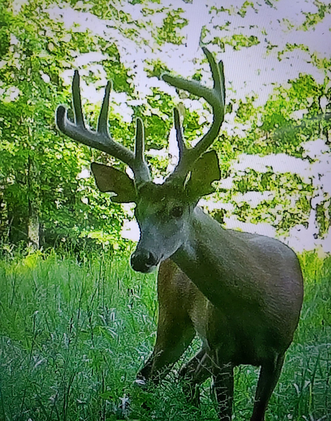Elegant deer foraging in the undergrowth a delicate moment